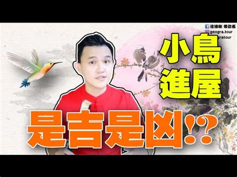 麻雀入屋|【家裡飛進麻雀】家裡飛進麻雀！風水大解析，暗示了什麼美好的。